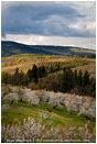 Cherry Orchard 3 Stock Image Columbia Gorge, Oregon