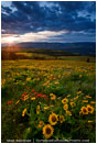 Rowena Hills 3 Stock Image Columbia Gorge, Oregon