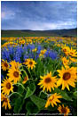 Dalles Mountain Flowers 4 Stock Image Columbia Gorge, Washington