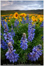 Dalles Mountain Flowers 5 Stock Image Columbia Gorge, Washington