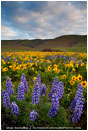 Dalles Mountain Flowers 6 Stock Image Columbia Gorge, Washington