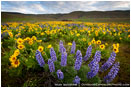 Dalles Mountain Flowers 7 Stock Image Columbia Gorge, Washington