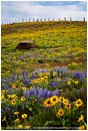 Abandoned Car 5 Stock Image Dalles Mountain Ranch, Columbia Gorge, Washington