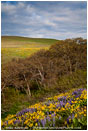 Dalles Mountain Flowers 8 Stock Image Columbia Gorge, Washington