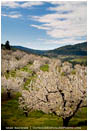 Cherry Orchard 4 Stock Image Columbia Gorge, Oregon