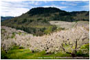 Cherry Orchard 5 Stock Image Columbia Gorge, Oregon