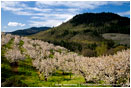 Cherry Orchard 6 Stock Image Columbia Gorge, Oregon
