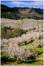 Cherry Orchard 7 Stock Image Columbia Gorge, Oregon