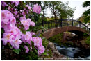 Rhododendron Bridge Stock Image Ashland, Oregon