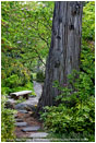 Japanese Garden in Spring 4 Stock Image Ashland, Oregon
