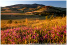Grizzly Peak Wildflowers Stock Image Ashland, Oregon