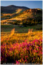 Grizzly Peak Wildflowers 2 Stock Image Ashland, Oregon