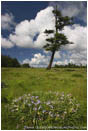 Royalty Free Stock Photo: Lone Tree, Cape Blanco