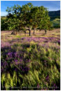 Tree in a Vetch Field Stock Image Ashland, Oregon
