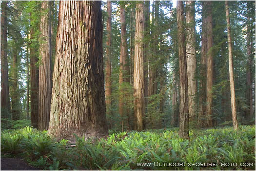 Rights Managed Stock Photo: Stout Grove I