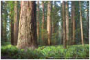 Rights Managed Stock Photo: Stout Grove I