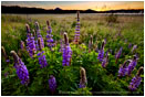 Lupine Sunrise Stock Image Ashland, Oregon