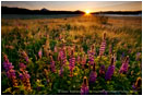 Lupine Sunrise 2 Stock Image Ashland, Oregon