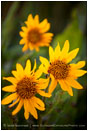 Yellow Wildflowers 7 Stock Image Oregon