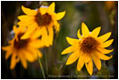 Yellow Wildflowers 8 Stock Image Oregon
