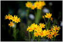 Yellow Wildflowers 9 Stock Image Oregon