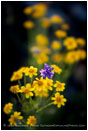 Yellow Wildflowers 10 Stock Image Oregon