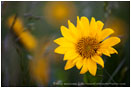 Yellow Wildflowers 11 Stock Image Oregon