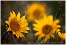 Yellow Wildflowers 12 Stock Image Oregon