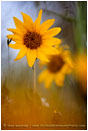 Yellow Wildflowers 13 Stock Image Oregon
