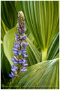 Lupine in Corn Lily Stock Image Oregon