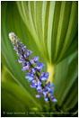 Lupine in Corn Lily 2 Stock Image Oregon