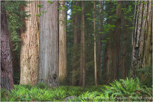 Royalty Free Stock Photo: Stout Grove II