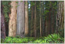 Royalty Free Stock Photo: Stout Grove II
