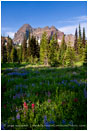 Three Fingered Jack 5 Stock Image Mt. Jefferson Wilderness, Oregon