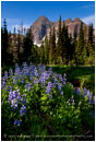 Three Fingered Jack 7 Stock Image Mt. Jefferson Wilderness, Oregon