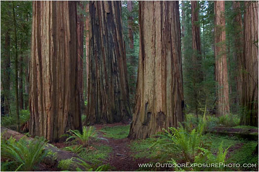 Royalty Free Stock Photo: Stout Grove IV