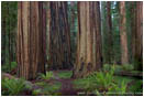 Royalty Free Stock Photo: Stout Grove IV