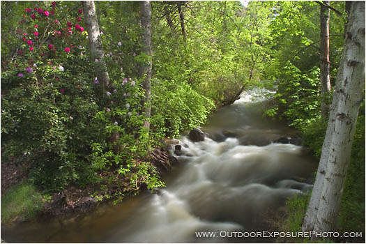 Ashland Creek In Spring I Stock Image, Lithia Park, Ashland, Oregon