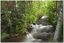 Ashland Creek In Spring I Stock Image, Lithia Park, Ashland, Oregon