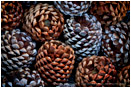 Pine Cones Stock Image California