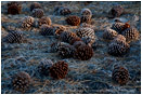 Pine Cones 2 Stock Image California
