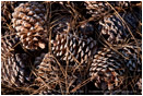 Pine Cones 3 Stock Image California