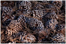 Pine Cones 4 Stock Image California