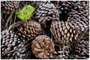 Pine Cones 5 Stock Image California