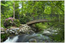 Ashland Creek In Spring II Stock Image, Lithia Park, Ashland, Oregon