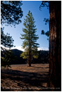 Ponderosa Pine Stock Image California