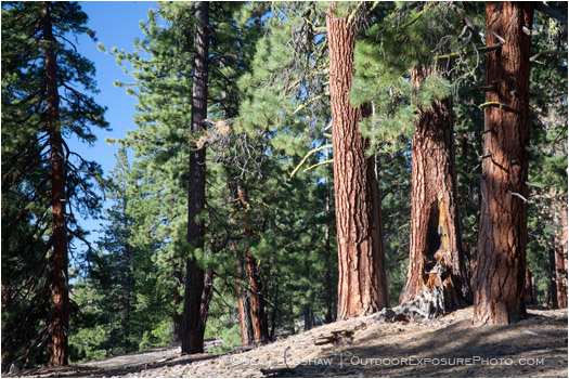 Ponderosa Pine 2 Stock Image California