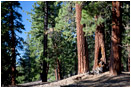 Ponderosa Pine 2 Stock Image California