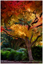 Fall Maple Tree Stock Image Lithia Park, Ashland, Oregon