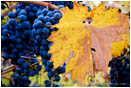 Grapes on Vine 2 Stock Image Southern Oregon
